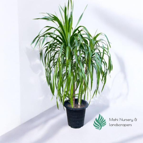 "Draco Dracaena plant with bold, sword-shaped green leaves, displayed in a decorative pot, adding a modern and tropical touch to indoor or outdoor décor."