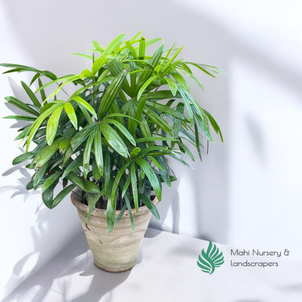 "Broadleaf Lady Palm with dark green, fan-shaped leaves in a decorative pot, adding tropical elegance to indoor or outdoor spaces."