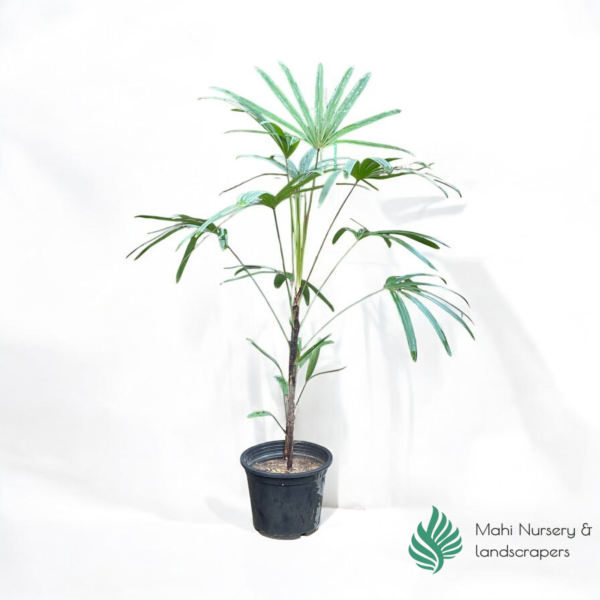 "Broadleaf Lady Palm with dark green, fan-shaped leaves in a decorative pot, adding tropical elegance to indoor or outdoor spaces."