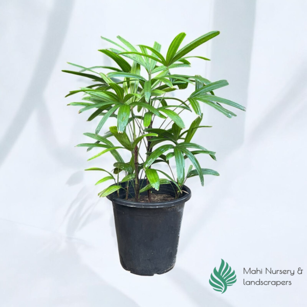 "Broadleaf Lady Palm with dark green, fan-shaped leaves in a decorative pot, adding tropical elegance to indoor or outdoor spaces."