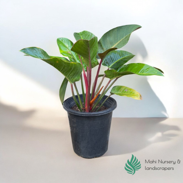 "Philodendron Red Congo plant with large, glossy leaves transitioning from deep red to dark green, displayed in a decorative pot, adding bold tropical beauty to indoor decor."