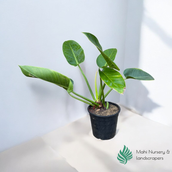 "Philodendron Green Congo plant with large, glossy green leaves, displayed in a decorative pot, adding a modern and tropical touch to indoor decor."