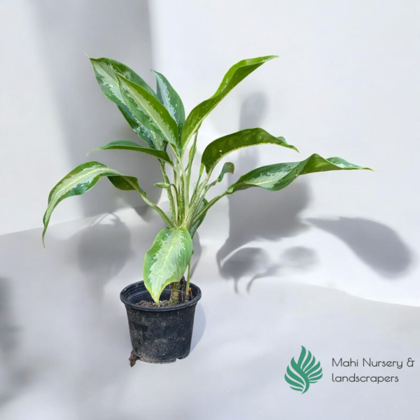 Aglaonema Silver Bay - Image 4