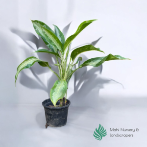 "Aglaonema Silver Bay plant with broad, silver-green leaves, displayed in a decorative pot, adding elegance and freshness to any indoor space."