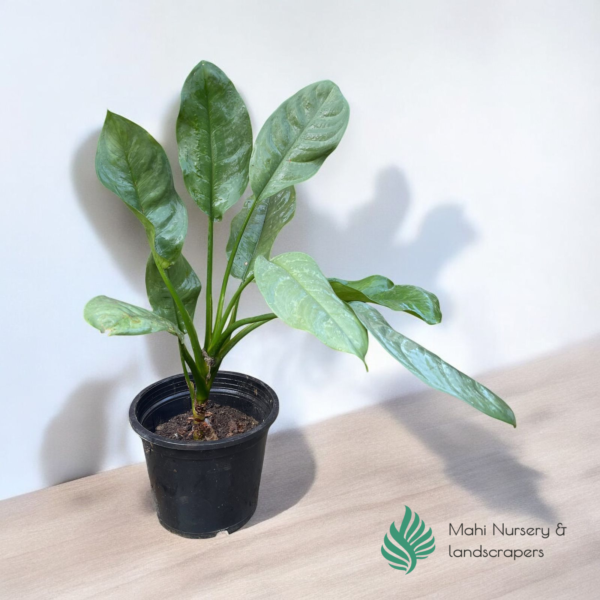 "Aglaonima Alumina Silver plant with sleek, silvery-green variegated leaves, displayed in a decorative pot, adding a modern and elegant touch to indoor decor."