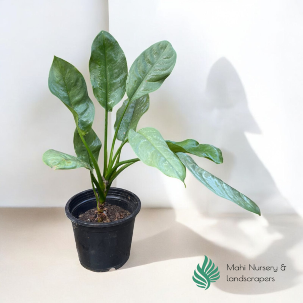 "Aglaonima Alumina Silver plant with sleek, silvery-green variegated leaves, displayed in a decorative pot, adding a modern and elegant touch to indoor decor."