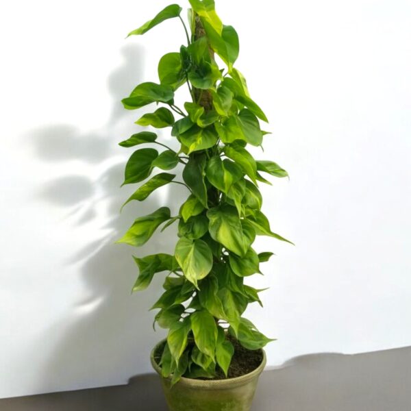 Heartleaf philodendron (Filodendro-brasil) - Image 3