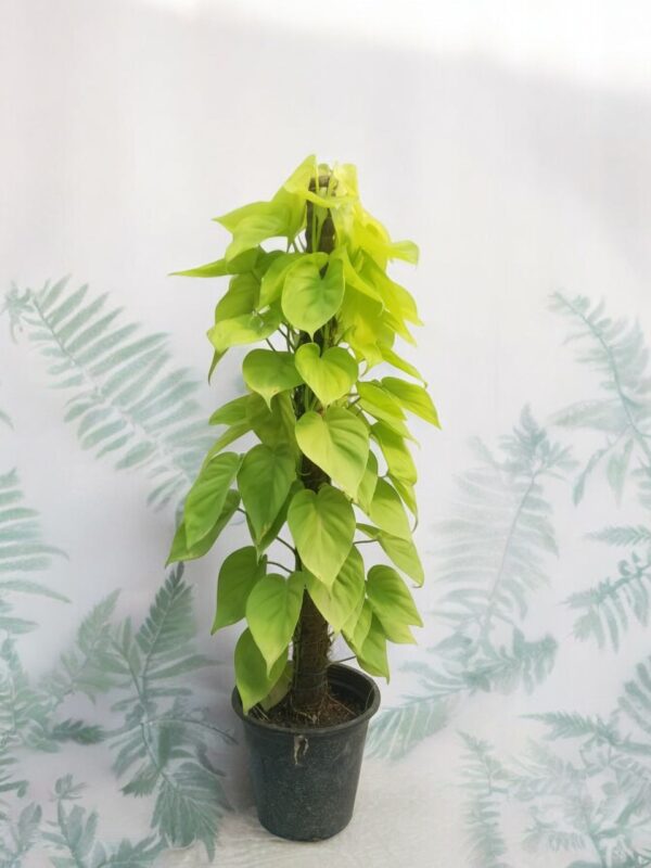 Lemon Lime Philodendron( Photos)