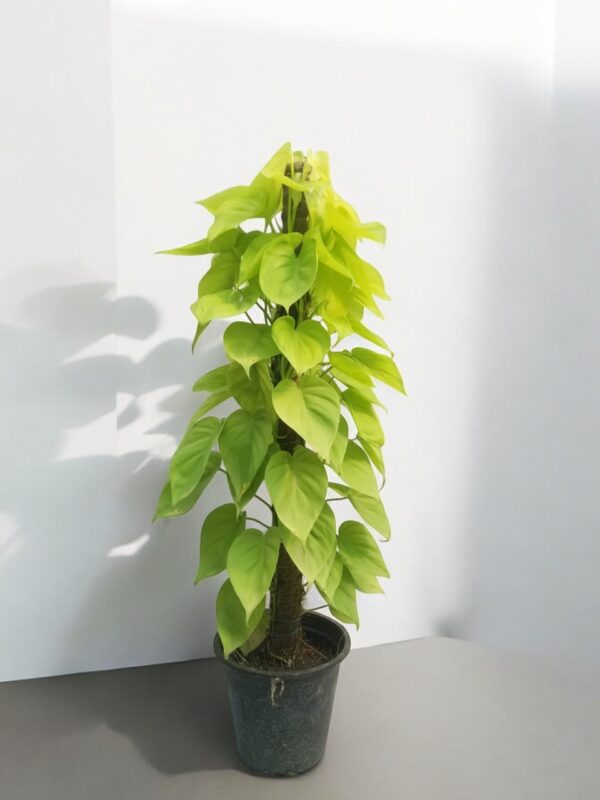 Lemon Lime Philodendron( Photos) - Image 7