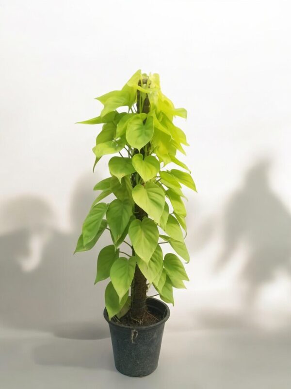 Lemon Lime Philodendron( Photos) - Image 6