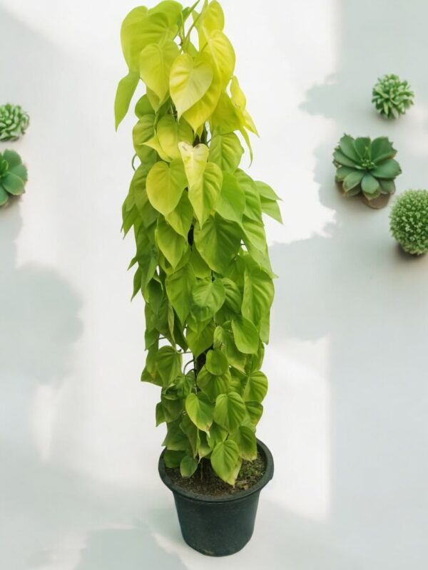 Lemon Lime Philodendron( Photos) - Image 5