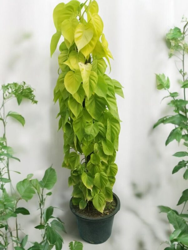 Lemon Lime Philodendron( Photos) - Image 4