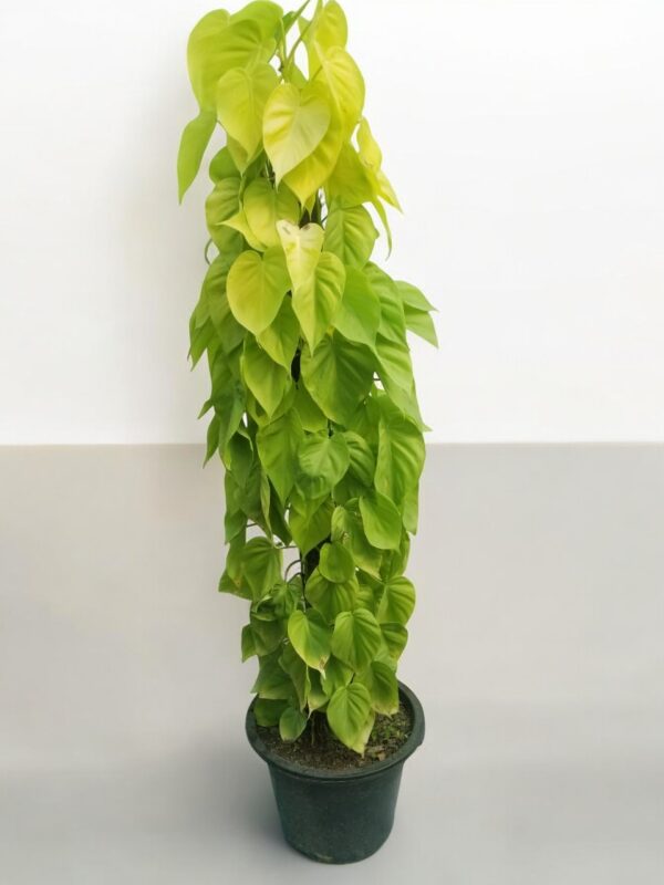 Lemon Lime Philodendron( Photos) - Image 3