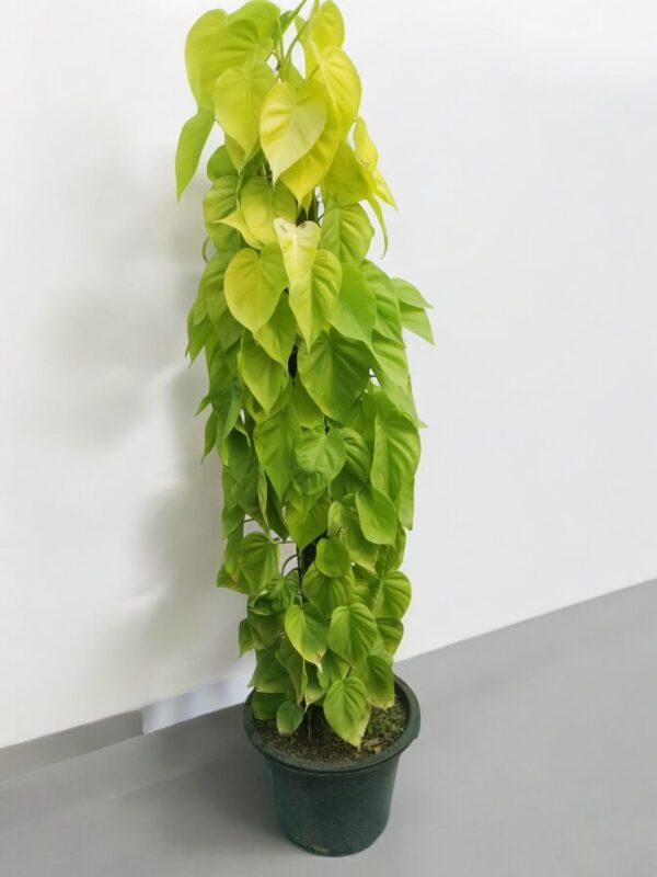 "Lemon Lime Philodendron plant displayed in a modern indoor setting, adding a pop of color to the decor."