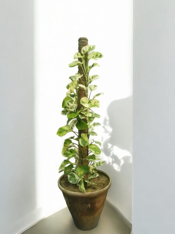 "Top view of a healthy Njoy Pothos plant with striking green and creamy white foliage, displayed in a minimalist white planter, ideal for modern home or office spaces."