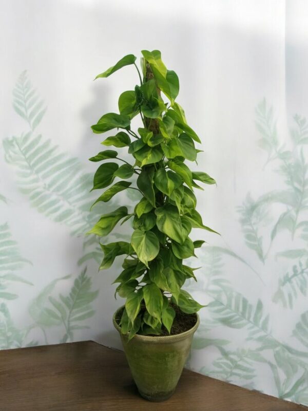 Heartleaf Philodendron (Filodendro-Brasil): A beautiful indoor plant with vibrant heart-shaped leaves in shades of green and yellow, displayed in a decorative pot, adding a touch of natural elegance to any home or office setting.