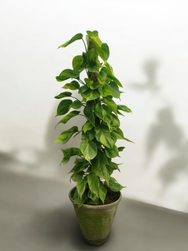 Heartleaf philodendron (Filodendro-brasil) - Image 4