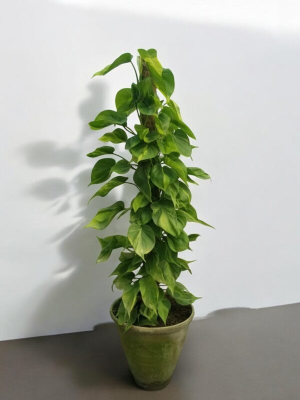 Heartleaf Philodendron (Filodendro-Brasil): A beautiful indoor plant with vibrant heart-shaped leaves in shades of green and yellow, displayed in a decorative pot, adding a touch of natural elegance to any home or office setting.