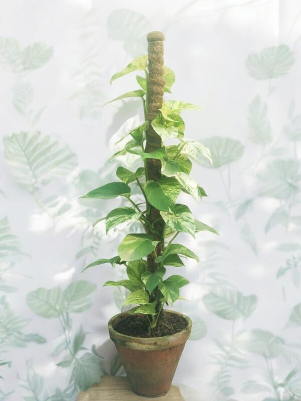 A lush Snow Queen Pothos plant showcasing heart-shaped leaves with striking white variegation, beautifully arranged in a decorative pot. The plant is positioned in a bright indoor setting, adding elegance to the decor while promoting a healthy atmosphere.