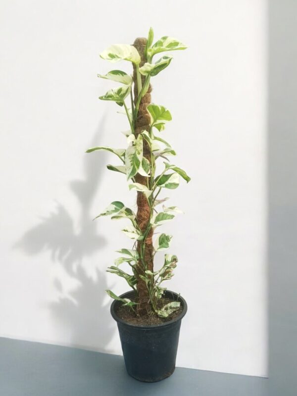 "Top view of a healthy Njoy Pothos plant with striking green and creamy white foliage, displayed in a minimalist white planter, ideal for modern home or office spaces."