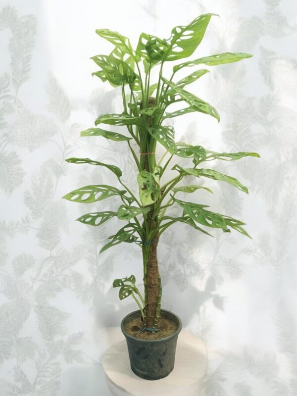 Adanson's Monstera plant featuring large, distinctive split leaves in a decorative pot, showcasing its lush greenery in a bright indoor setting. Ideal for enhancing home decor and improving air quality.