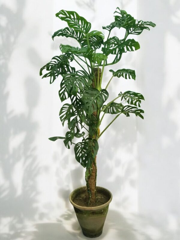 Adanson's Monstera - Image 3