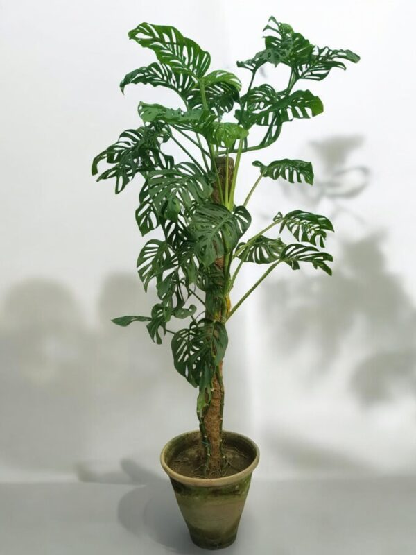 Adanson's Monstera plant featuring large, distinctive split leaves in a decorative pot, showcasing its lush greenery in a bright indoor setting. Ideal for enhancing home decor and improving air quality.