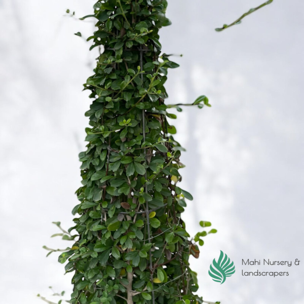 Ilex Crenata - Japanese Holly Cone - Image 3