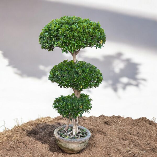 Ficus Microcarpa Bonsai(Chinese Banyan) - Image 2