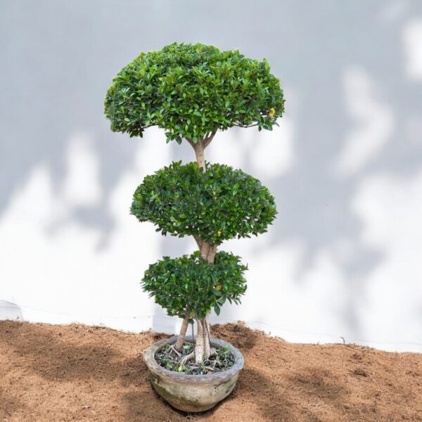 "Ficus Microcarpa plant with lush, glossy green leaves and an intricate root system, displayed in a decorative pot, adding elegance and sophistication to indoor decor."