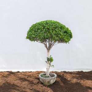 "Ficus Microcarpa plant with lush, glossy green leaves and an intricate root system, displayed in a decorative pot, adding elegance and sophistication to indoor decor."