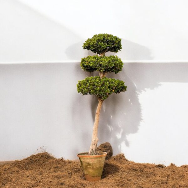 Ficus Microcarpa Bonsai - Image 3