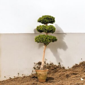 "Ficus Microcarpa plant with lush, glossy green leaves and an intricate root system, displayed in a decorative pot, adding elegance and sophistication to indoor decor."