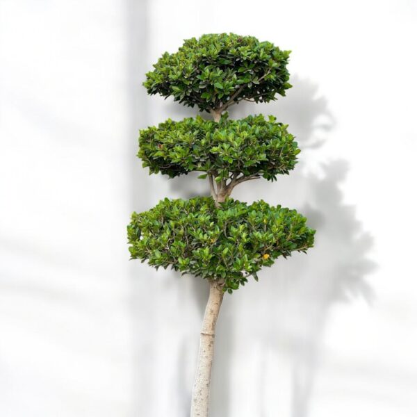 Ficus Microcarpa Bonsai - Image 4